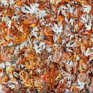 Meet your Posher, Diyala